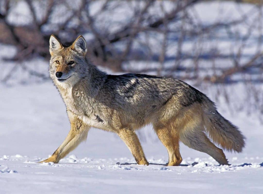 Coyote Hunting