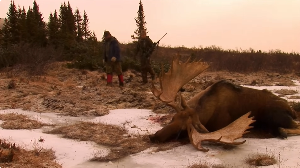 Moose Hunting in Ontario