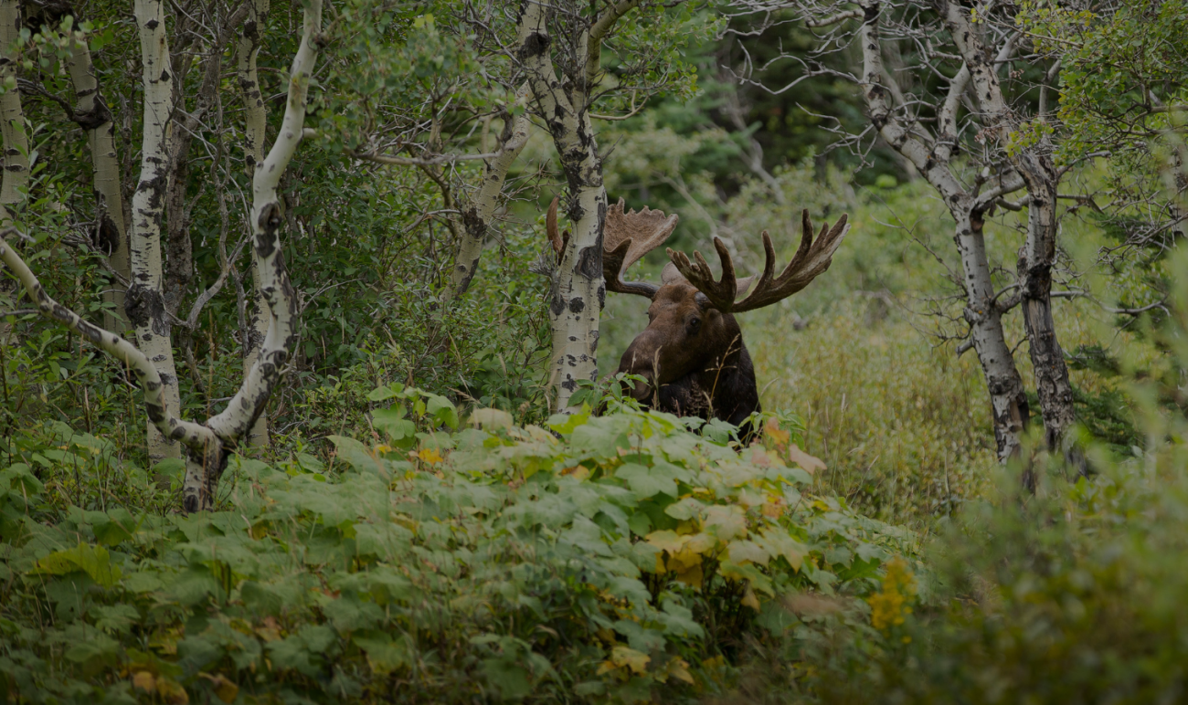 Complete Guide to Moose Hunting in Ontario, Canada: Outfitters, Seasons, and Tips 9 Moose Hunting in Ontario