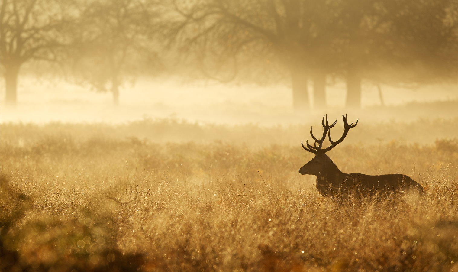 When Does Deer Hunting Season Start in Ontario, Canada?