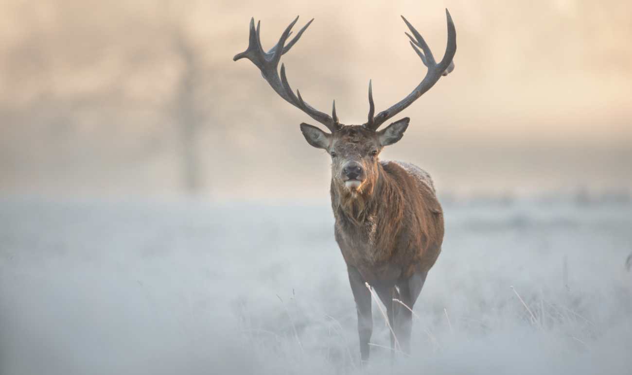 When Does Deer Hunting Season Start in Ontario, Canada? 9 Deer Hunting Season