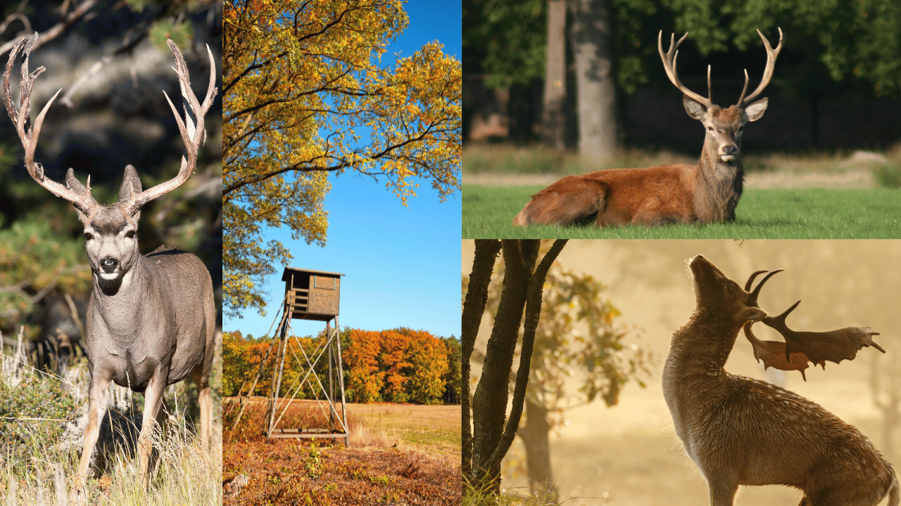 Canadian Province for Deer Hunting
