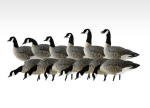 Avian-X AXP Lesser Goose Decoys Outfitters 12PK