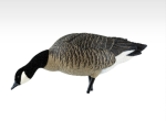 Avian-X AXP Lesser Goose Decoys Outfitters 12PK - Image 4