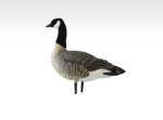 Avian-X AXP Lesser Goose Decoys Outfitters 12PK - Image 2