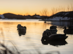 Avian-X Topflight Backwater Mallard Duck Decoys 6Pk - Image 2