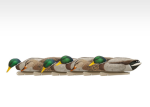 Avian-X Topflight Backwater Mallard Duck Decoys 6Pk