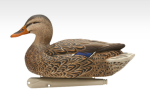Avian-X Topflight Fusion Mallard Duck Decoys 6Pk - Image 3