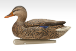 Avian-X Topflight Open Water Mallard Duck Decoys 6Pk - Image 4