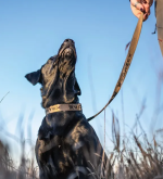 Vortex Adjustable Dog Collar Military Olive - Image 2