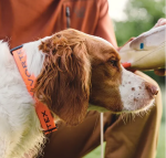 Vortex Adjustable Waterproof Dog Collar Blaze Orange - Image 2